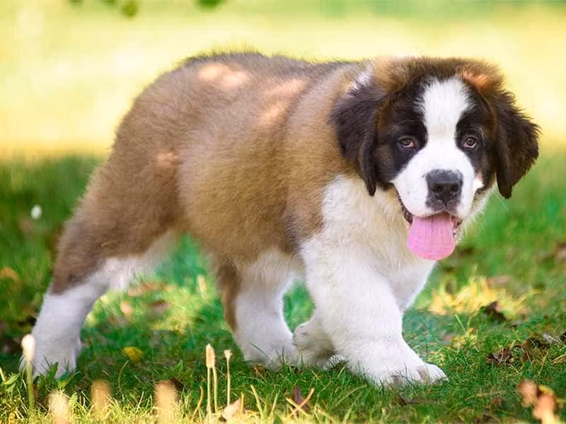 Ban đầu, giống chó này được nuôi ở dãy núi Alps để kéo xe. Sau này nó được huấn luyện để làm công tác cứu hộ.