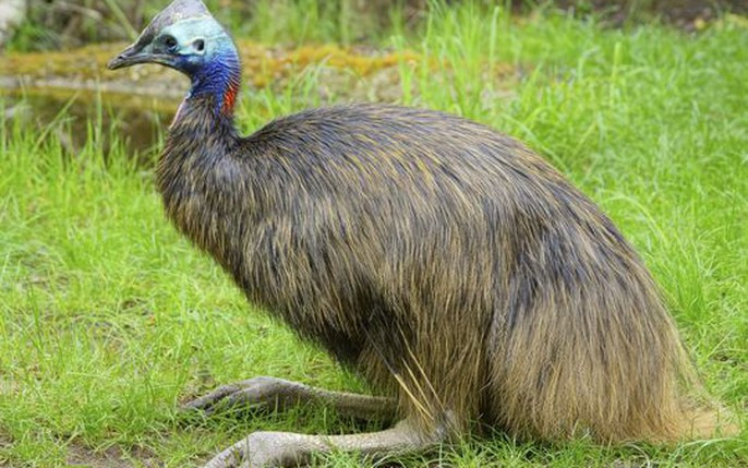 Nếu bị kích động, đà điểu sẽ giở võ "2 chân 2 dao" rất nguy hiểm. Đòn đánh của chúng dễ dàng làm gãy xương người. Năm 2007, đà điểu đầu mào được xét là "loài chim nguy hiểm nhất thế giới" trong sách kỷ lục Guinness. Ảnh: Mental Fross.