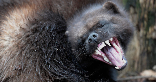 Cơ thể không quá to lớn nhưng chồn sói vẫn dễ dàng săn những con vật lớn như hươu hay nai sừng tấm. Với đặc tính thích ăn xác thối, loài chồn này sở hữu hàm răng rất khỏe, giúp dễ dàng xé thịt con mồi đã bị đông cứng. Bộ móng sắc nhọn cũng là vũ khí nguy hiểm của chồn sói. Ảnh: Pinterest.