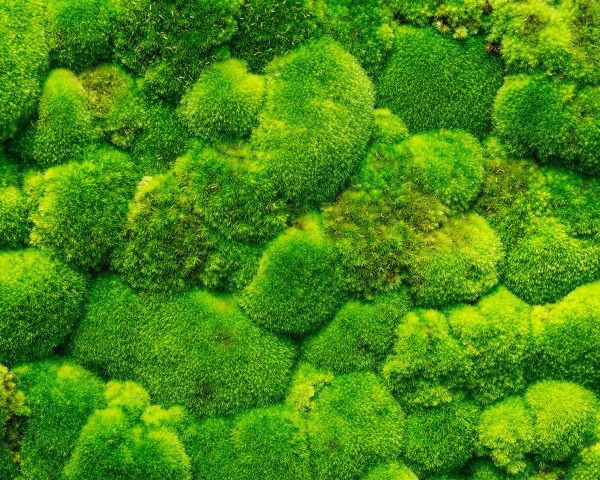 Rêu tốt nhất nên được trồng bằng đất tơi xốp và thoáng khí, đất phải chứa một lượng mùn nhất định để sau này dù không sử dụng phân bón nhưng bạn vẫn có thể khiến nó phát triển rất mạnh mẽ.