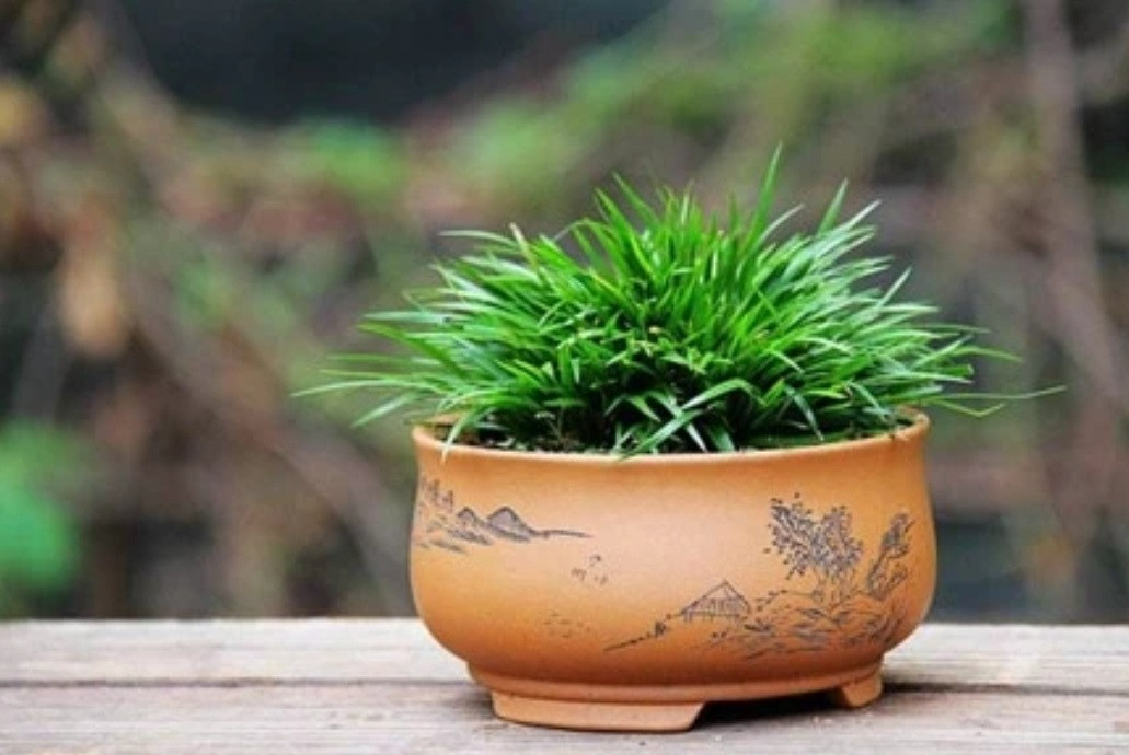 Cây thạch xương bồ mọc hoang bên dòng suối ẩm mát. Khi được trồng trong chậu ở nhà, hãy cố gắng cung cấp một môi trường tự nhiên cho nó. Thường xuyên giữ cho bầu đất hơi ẩm và không để quá khô, nếu không các đầu lá sẽ bị khô.