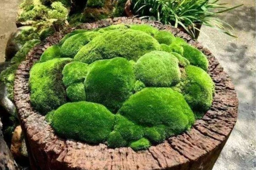 Mặc dù loài cây nhỏ này không dễ thấy, nhưng nó cũng tràn đầy sức sống và niềm vui tuyệt vời nếu bạn đào một tảng về nhà và để nó trong một chiếc đĩa nhỏ, tinh tế.