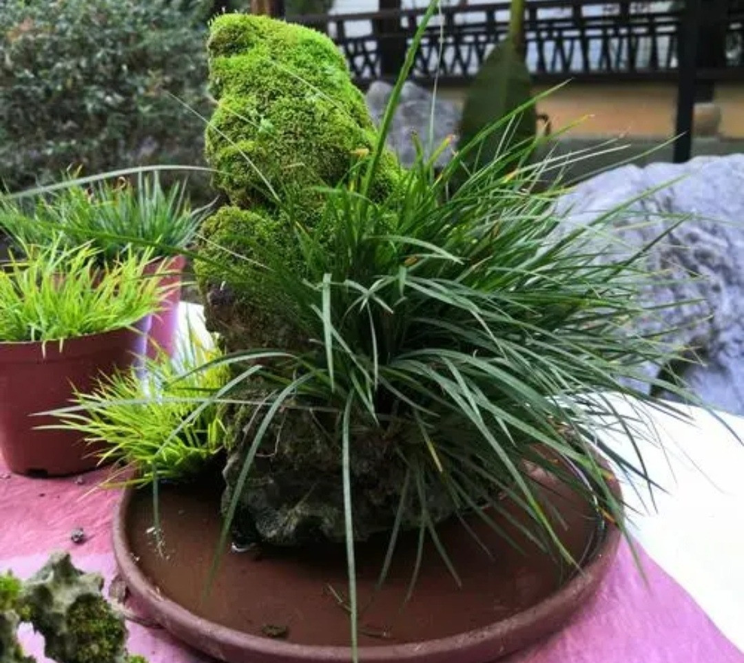 Từ xa xưa, nó đã được giới văn nghệ sĩ yêu thích, thích hợp làm cây cảnh và đặt trong phòng làm việc, văn phòng và những nơi khác để ngắm cảnh.