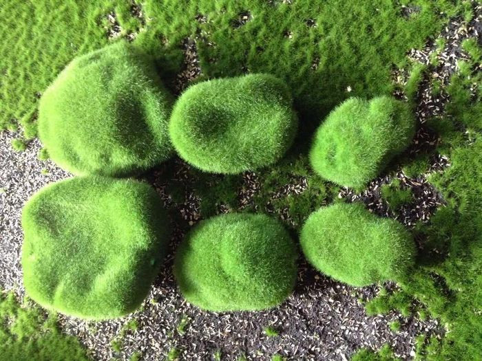 4. Cây rêu: Rêu (tên tiếng Anh là Moss, Bryophytes) thường thấy trong môi trường mát ẩm ngoài tự nhiên, chúng mọc thành từng mảng lớn.