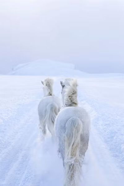 Để thích nghi với điều kiện sống khắc nghiệt, bộ lông của chúng mọc dài và mượt.