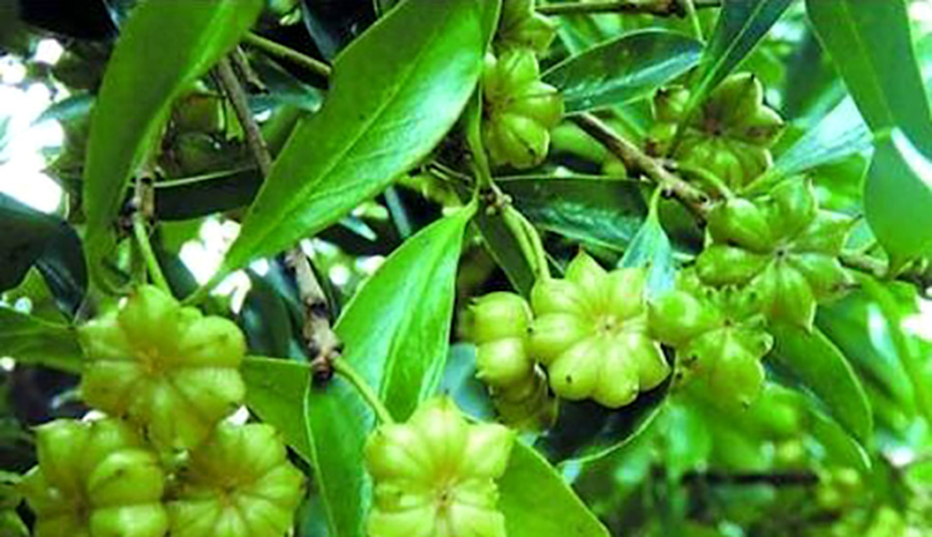 Hồi là một cây nhỡ cao 2-6m, hình dáng toàn cây thon hình quả trám, xanh tốt quanh năm, thân mọc thẳng