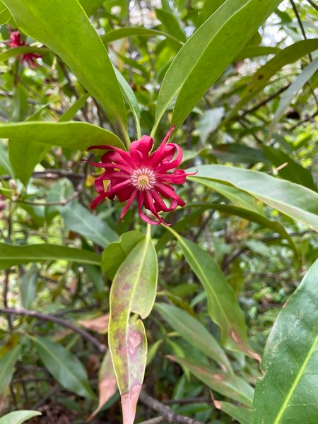 Tại Việt Nam, hoa hồi thường được ưa chuộng sử dụng làm gia vị nhiều ở dạng bột hoặc nguyên đóa. Vì đặc tính cay, thơm nên hoa hồi là gia vị được sử dụng nhiều trong các món như phở, cà ri, hầm, tiềm…