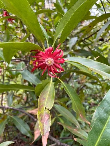 Tại Việt Nam, hoa hồi thường được ưa chuộng sử dụng làm gia vị nhiều ở dạng bột hoặc nguyên đóa. Vì đặc tính cay, thơm nên hoa hồi là gia vị được sử dụng nhiều trong các món như phở, cà ri, hầm, tiềm…