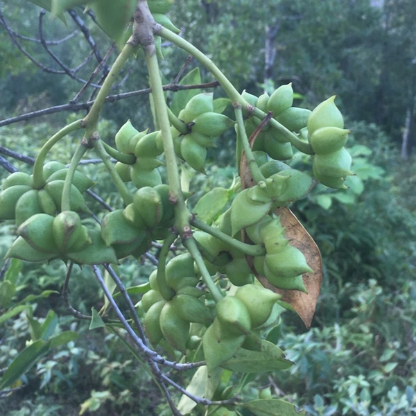 Theo tìm hiểu, năng suất cây hồi từ năm thứ 4-6 là 0,5 -1 kg/cây. Từ năm thứ 20 trở đi cây sẽ cho năng suất ổn định lên tới 40 – 50kg/cây