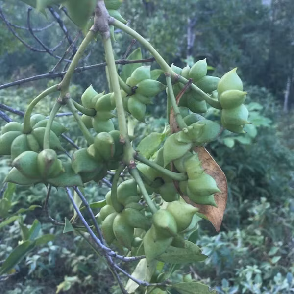 Theo tìm hiểu, năng suất cây hồi từ năm thứ 4-6 là 0,5 -1 kg/cây. Từ năm thứ 20 trở đi cây sẽ cho năng suất ổn định lên tới 40 – 50kg/cây