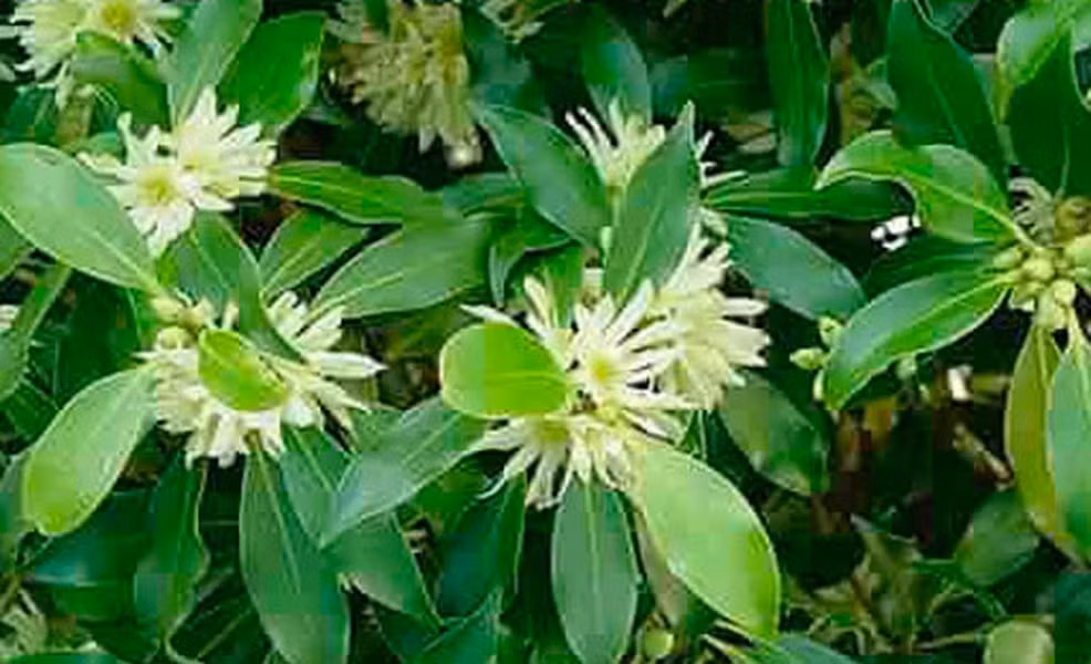 Cây hồi nếu được trồng và chăm sóc tốt sẽ cho hoa sau 4 năm trồng