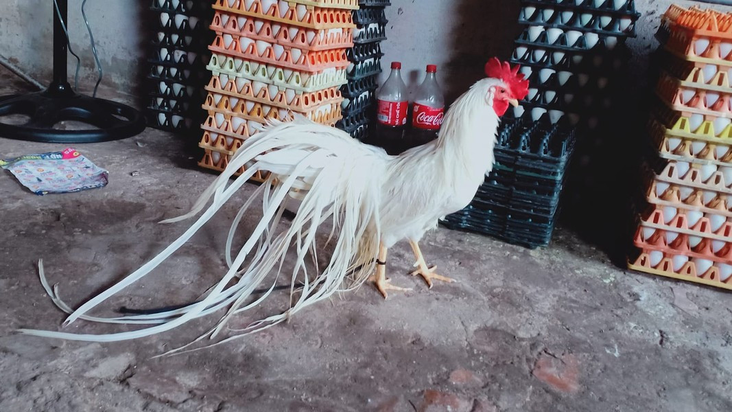 Bộ lông đuôi càng dài, dày và đều thì giá trị của con gà càng cao. Người nuôi phải giữ cho đuôi gà không bị gãy, đứt