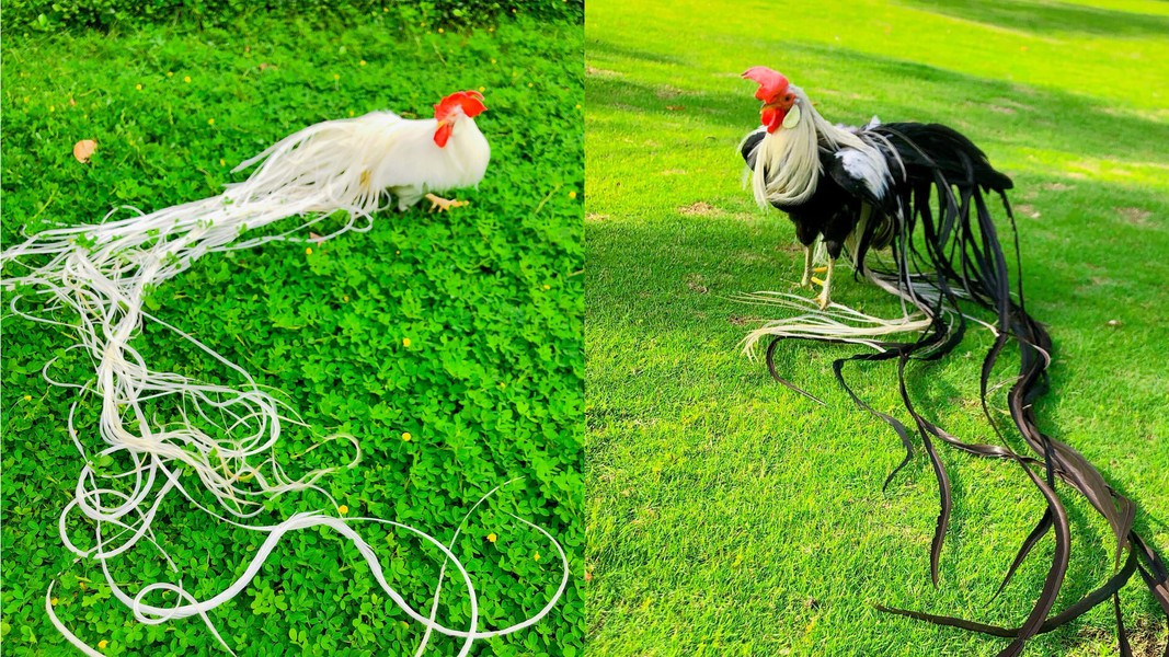 Để giữ cho bộ lông luôn đẹp thì trung bình 1 tuần phải tắm cho gà từ 1-2 lần bởi nếu chăm sóc tốt, lông đuôi của một con gà trưởng thành có thể hơn 10m