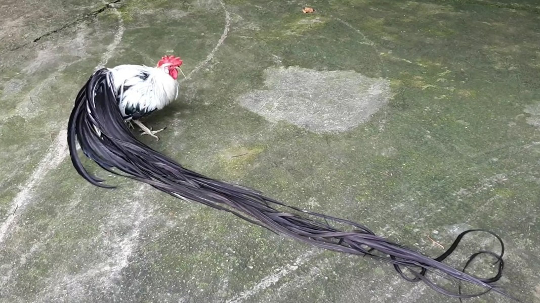 Lông gà onagadori rất mềm ở phần ngực, lông cứng là dấu hiệu của lai tạp