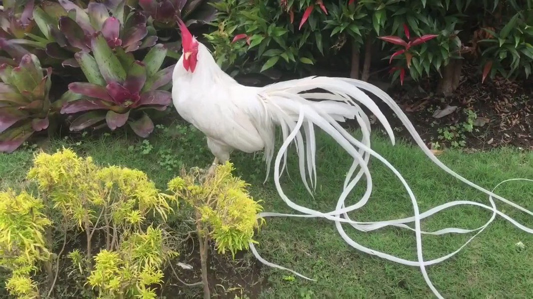 Bộ lông sẽ phát triển theo tuổi thọ của từng con gà, không thay lông