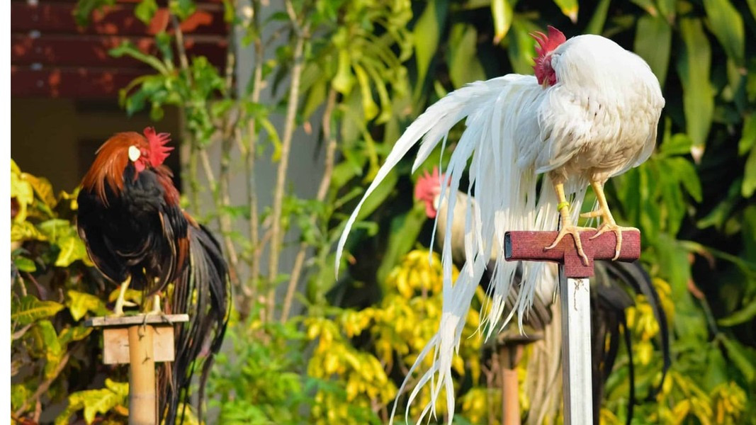 Cấp độ cao nhất là những con có từ hai đến ba cặp lông phụng và từ 60-70% lông đuôi không thay