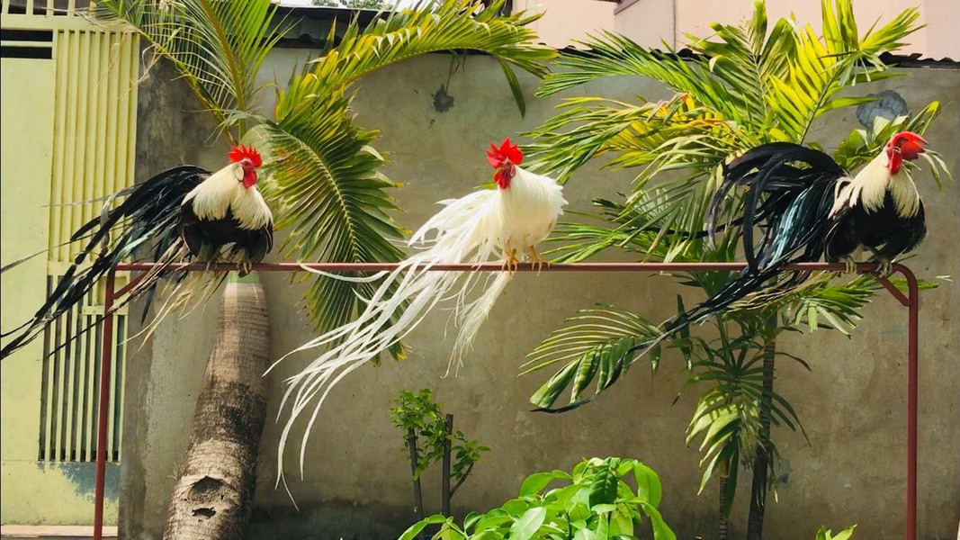 Gà onagadori độc đáo ở lông phụng, lông măng, lông mã