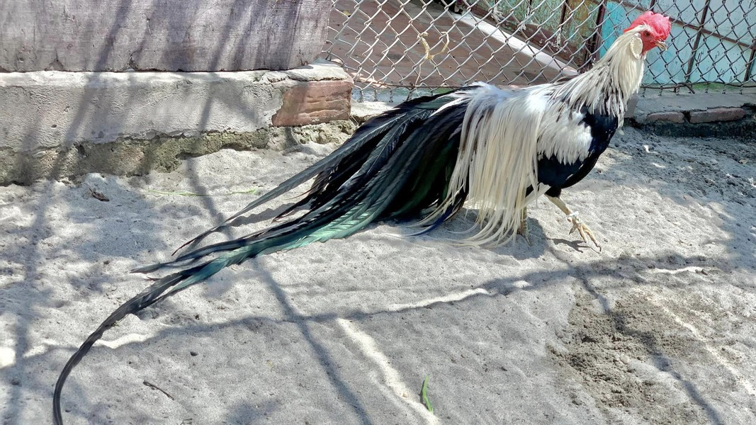 Theo thông tin từ các những người nuôi, giá mỗi cặp gà đuôi dài trưởng thành là 65 triệu đồng, gà con 1 tháng tuổi cũng có giá 2 triệu đồng/con