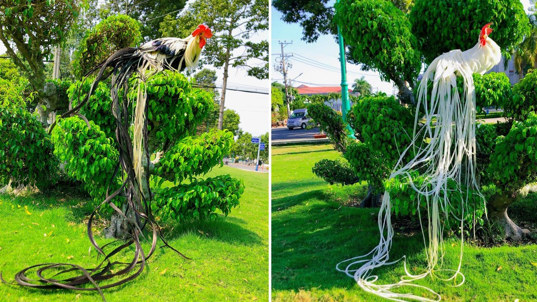 Thức ăn chủ yếu của gà Onagadori giống như gà ta, chúng ăn cám, thóc,…