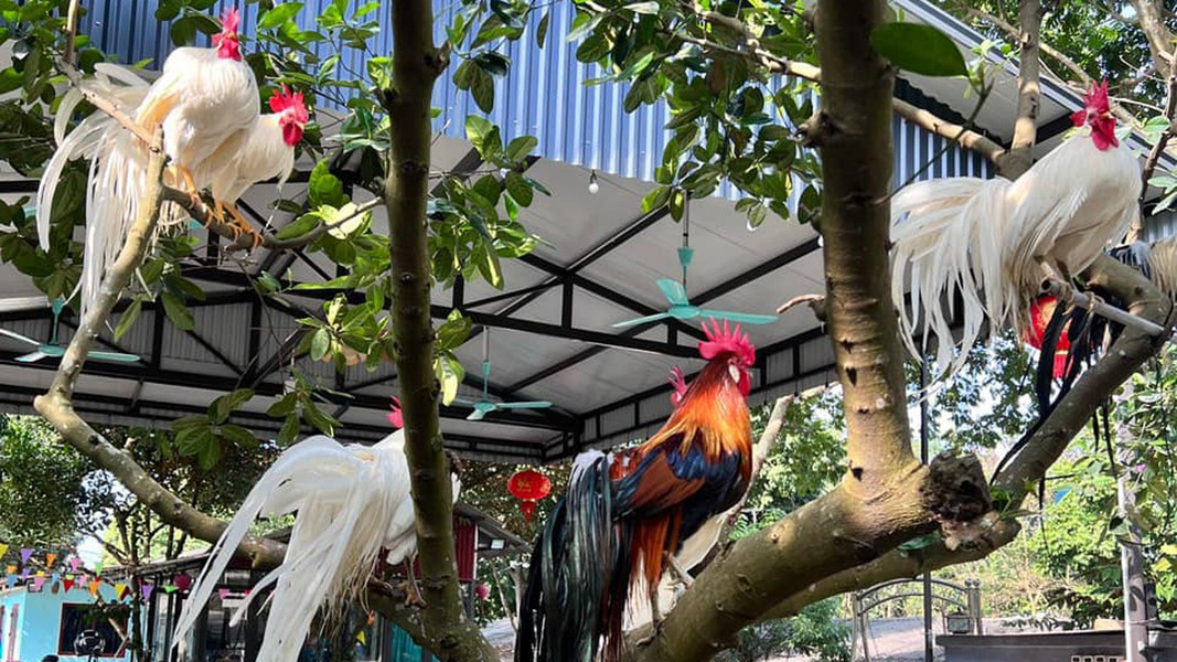 Gà Onagadori có nhiều biến thể như các màu chuối, điều, nhạn,... trong đó biến thể nhạn (màu trắng) được ưa thích nhất