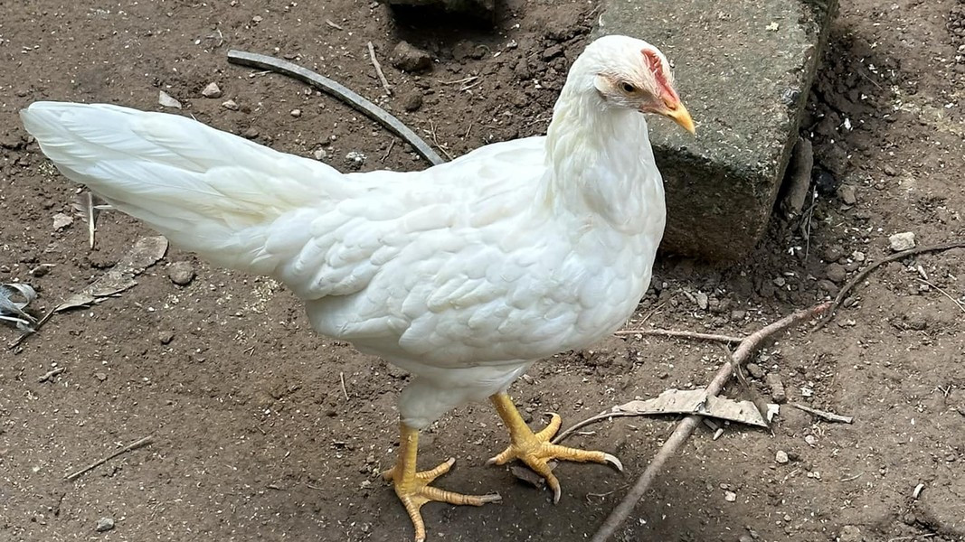 Gà trống có đuôi dài nhưng gà mái lại trông rất bình thường như các loài gà khác ở Việt Nam