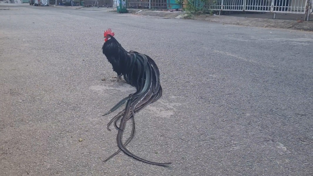 Muốn gà sinh trưởng tốt phải thường xuyên bổ sung đạm bằng việc cho ăn các loại côn trùng, lươn, cá...