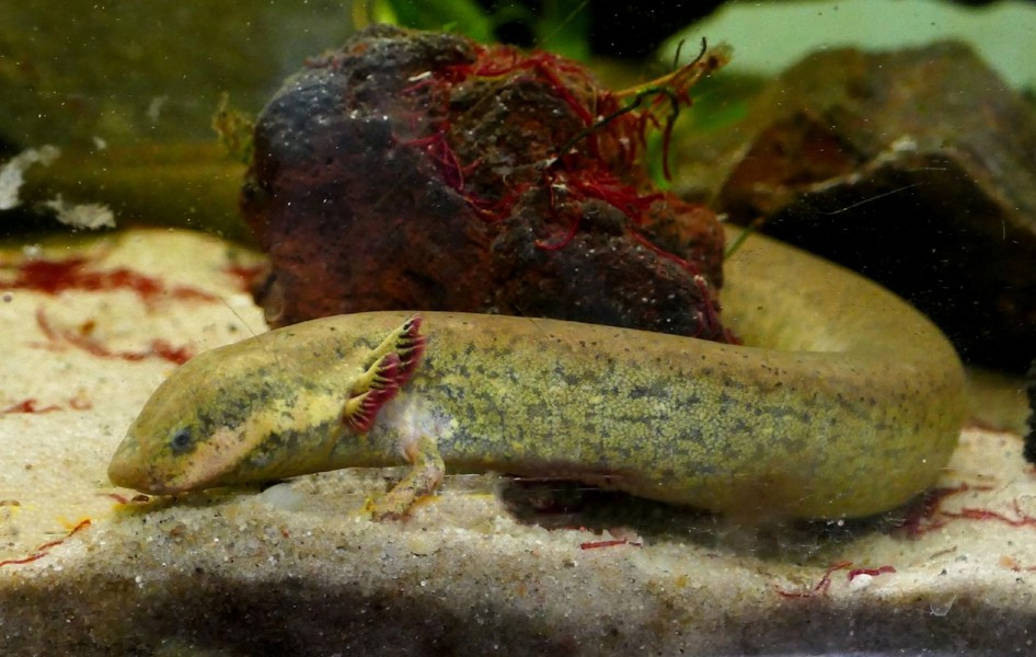 Nhông lươn mang ngoài lớn (Siren lacertina) dài 50-90 cm, sống trong các sông, hồ, ao nông khu vực Đông Nam Hoa Kỳ và Đông Bắc Mexico. Chúng có chi trước rất nhỏ, chi sau tiêu biến, đuôi giống vây cá.