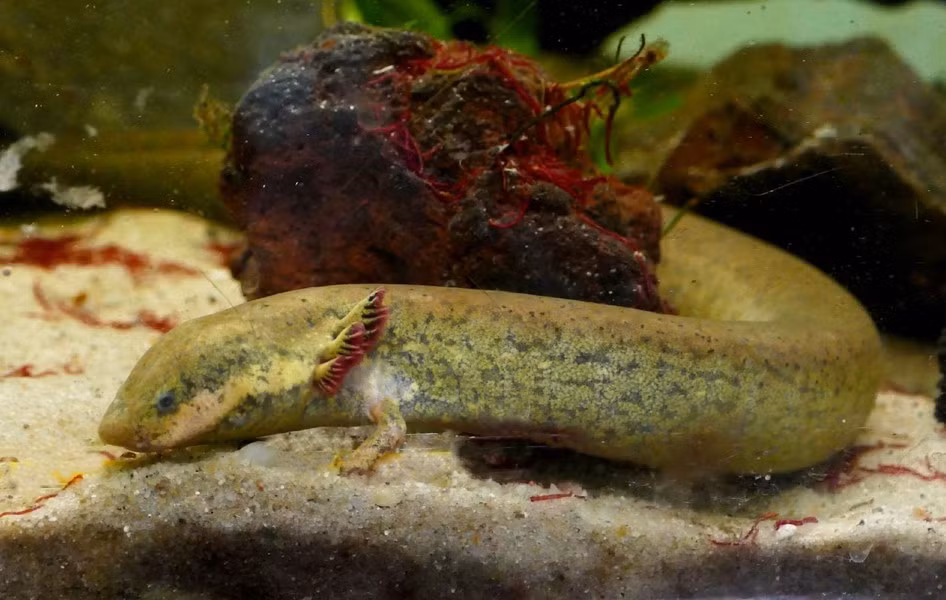 Nhông lươn mang ngoài lớn (Siren lacertina) dài 50-90 cm, sống trong các sông, hồ, ao nông khu vực Đông Nam Hoa Kỳ và Đông Bắc Mexico. Chúng có chi trước rất nhỏ, chi sau tiêu biến, đuôi giống vây cá.