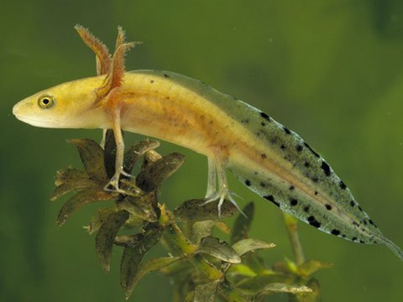 Được tìm thấy trên khắp châu Âu, sa giông mào lớn Triturus cristatus đang được bảo vệ nghiêm ngặt vì số lượng loài này đang sụt giảm.