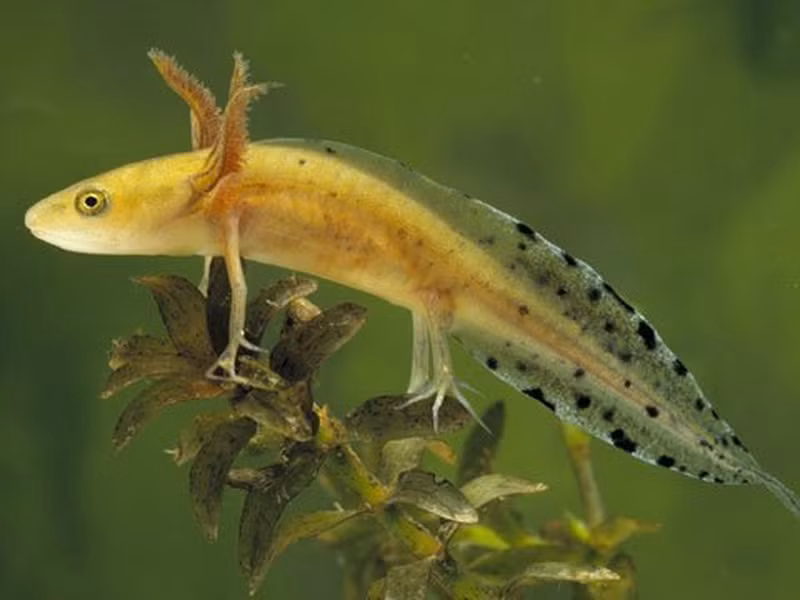 Được tìm thấy trên khắp châu Âu, sa giông mào lớn Triturus cristatus đang được bảo vệ nghiêm ngặt vì số lượng loài này đang sụt giảm.