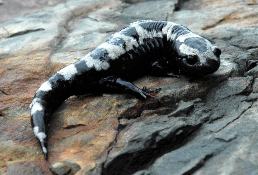 Giông mối cẩm thạch (Ambystoma opacum) dài 9-11 cm, phân bố ở Bắc Mỹ. Chúng có đuôi ngắn, thân mình mập mạp, sinh sản trong các ao có nước mưa vào mùa đông.