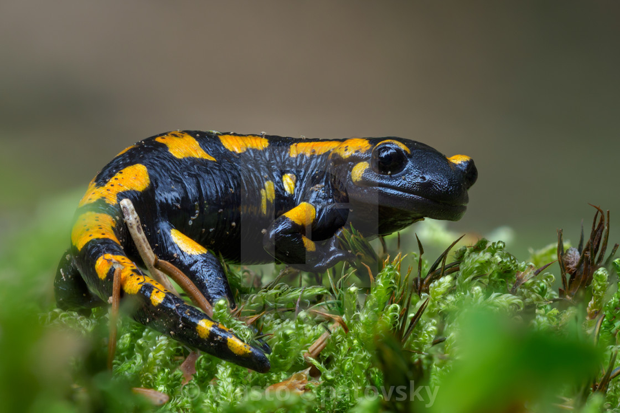 Kỳ giông lửa (Salamandra salamandra) dài 18-28 cm, là loài bản địa châu Âu. Chúng sống trên cạn phần lớn thời gian và chỉ xuống nước đẻ trứng. Các tuyến trên đầu nó có thể phun chất độc vào kẻ thù.