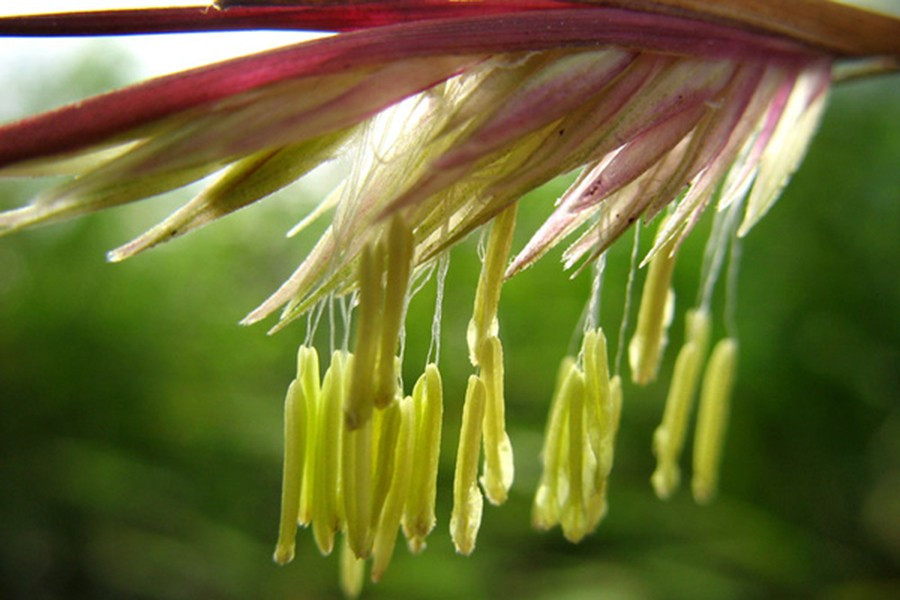 Tuy nhiên, tre chỉ nở hoa một lần trong giai đoạn từ 60-100 năm, nên không phải ai cũng có cơ hội được chiêm ngưỡng hoa của loài thực vật này