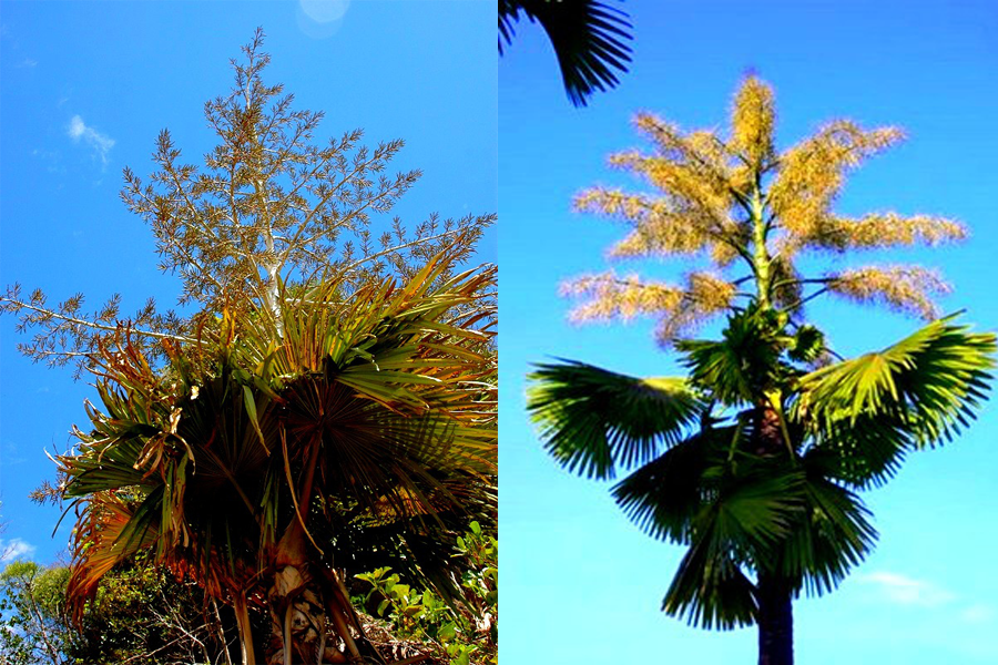 Tahinal là loài cọ khổng lồ, với chiều cao thân lên tới 20 m, đường kính thân trung bình 0,5 m và đường kính lá khoảng 5 m