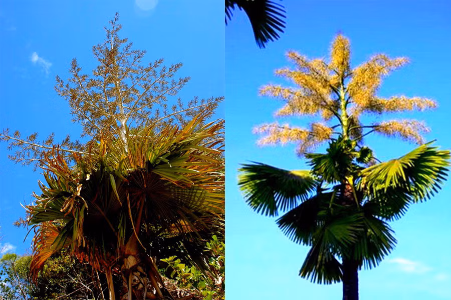 Tahinal là loài cọ khổng lồ, với chiều cao thân lên tới 20 m, đường kính thân trung bình 0,5 m và đường kính lá khoảng 5 m