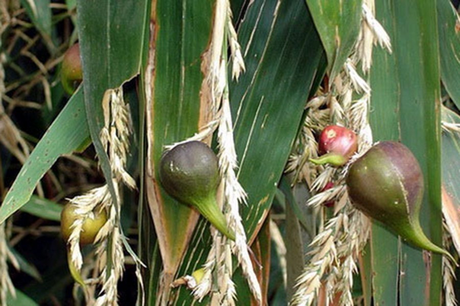 Tre ra hoa và kết quả - đây cũng là thời khắc cuối cùng của loài cây này bởi sau đó tre sẽ nhanh chóng lụi tàn và không thể hồi sinh