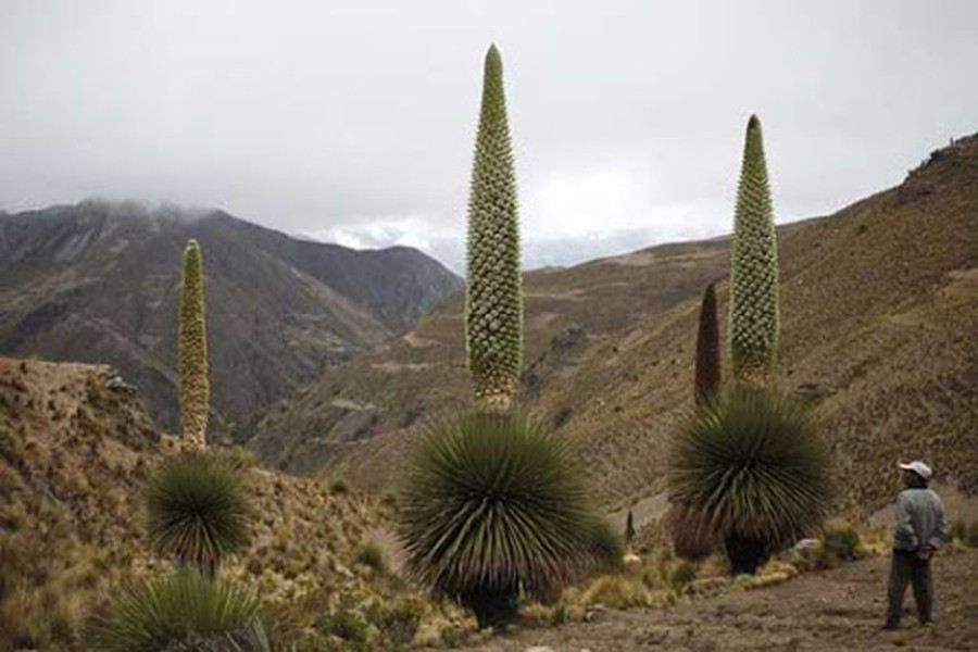Cây "Nữ hoàng của Andes" chỉ được tìm thấy ở hai nước là Peru và Bolivia trên độ cao từ 3.000m đến 4.800 m - nơi có điều kiện khí hậu khắc nghiệt và đất đai khô cằn. Do đó, nó cần thời gian rất lâu để hấp thụ dinh dưỡng cho việc nở hoa