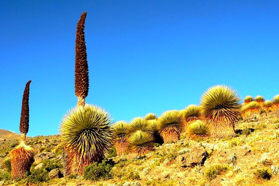 “Nữ hoàng của dãy Andes” (cây thuộc họ Dứa, có tên gọi là Puya raimondii) là loài thực vật giữ kỷ lục về việc nở hoa muộn nhất khi mất tới 80-150 năm mới ra hoa 