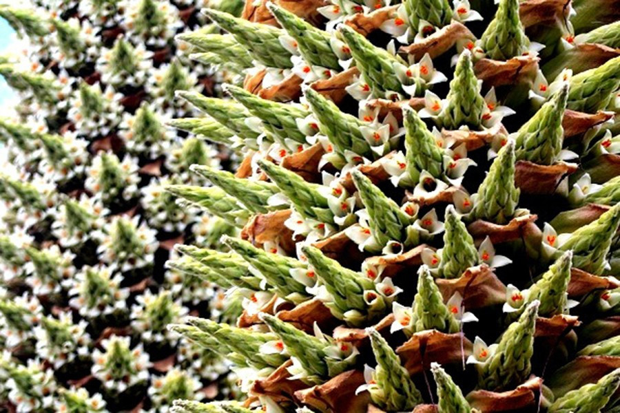 Khi ra hoa, loài cây này có thể cho cả ngàn bông chứa đến 10 triệu hạt giống. Sau khi phát tán hết hạt giống, "nữ hoàng"… sẽ từ biệt cuộc đời