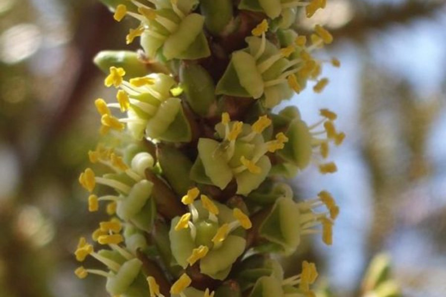 Điều đặc biệt, cọ Tahina dồn toàn bộ chất dinh dưỡng dự trữ cho quá trình nở hoa. Do đó, sau khi hoa biến thành quả, chúng sẽ gục ngã vì cạn kiệt dưỡng chất. Những bông hoa giống như lời chào vĩnh biệt của chúng đối với cuộc đời