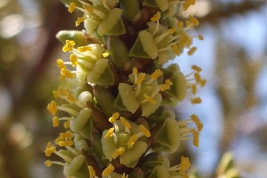 Điều đặc biệt, cọ Tahina dồn toàn bộ chất dinh dưỡng dự trữ cho quá trình nở hoa. Do đó, sau khi hoa biến thành quả, chúng sẽ gục ngã vì cạn kiệt dưỡng chất. Những bông hoa giống như lời chào vĩnh biệt của chúng đối với cuộc đời