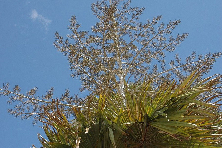 Loài cọ này có vòng đời kỳ lạ: Các chùm hoa chỉ xuất hiện sau khi thân đạt tới chiều cao tối đa và sắp xếp theo kiểu cột đèn. Chúng thường nở hoa sau 30-50 năm, một số cây nở hoa sau 100 năm