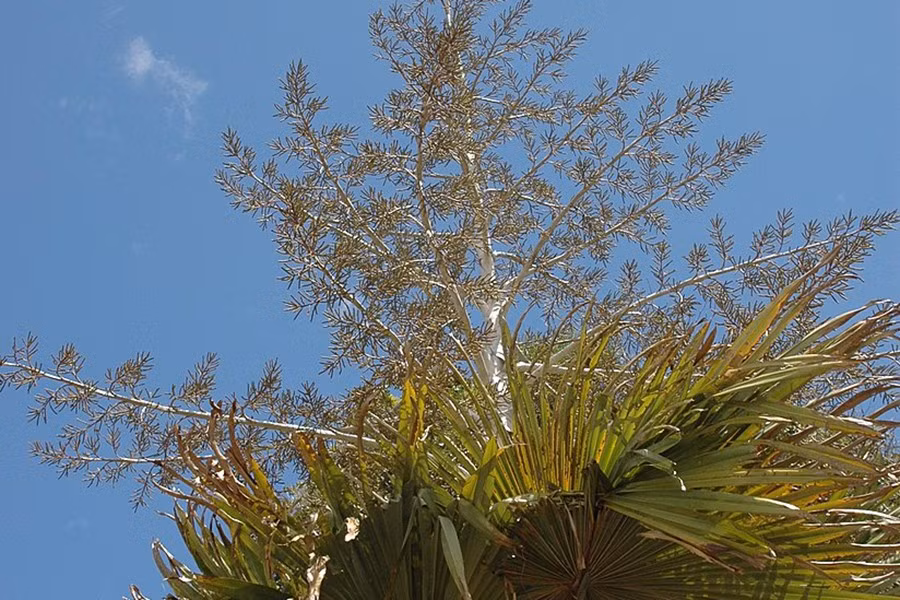 Loài cọ này có vòng đời kỳ lạ: Các chùm hoa chỉ xuất hiện sau khi thân đạt tới chiều cao tối đa và sắp xếp theo kiểu cột đèn. Chúng thường nở hoa sau 30-50 năm, một số cây nở hoa sau 100 năm