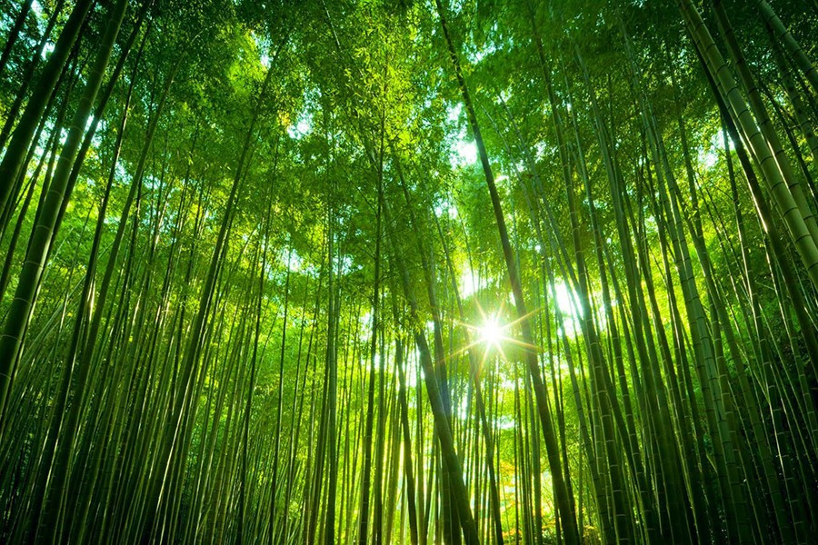 Có lẽ nhiều người sẽ khá bất ngờ khi biết tre có thể nở hoa, thậm chí là kết quả