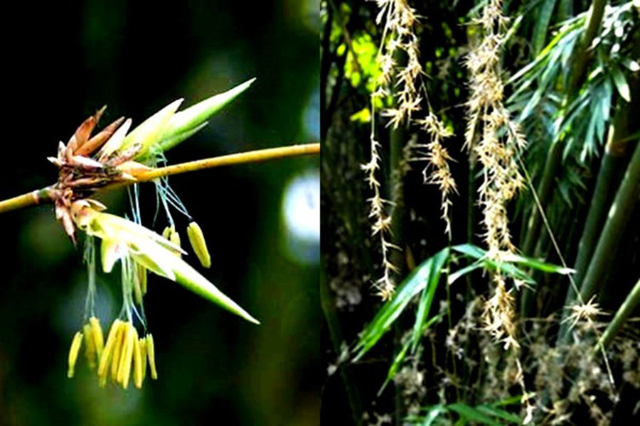 Hoa tre thường nở thành chùm, có màu vàng nhạt. Màu sắc của hoa tre sẽ thay đổi tùy theo từng loài