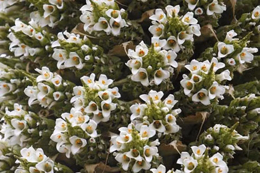 Hiện nay, các cây con của “nữ hoàng” có nguy cơ chết yểu do bị ăn hoặc bị giẫm đạp bởi gia súc