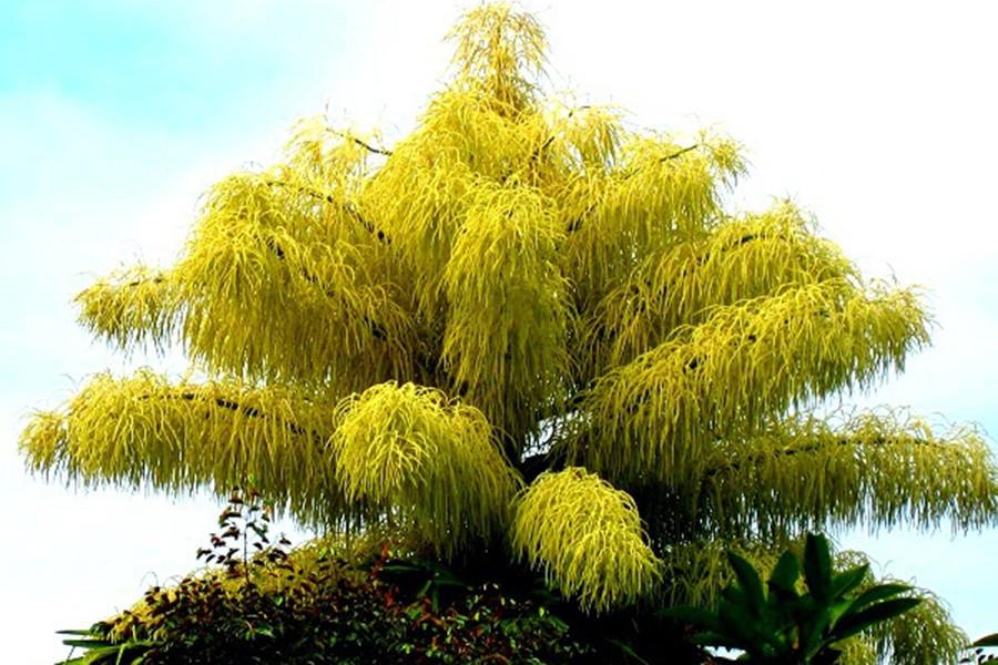 Cọ Talipot cũng là loài cây nở hoa rất muộn khi khoe sắc một lần trong khoảng 30-80 năm