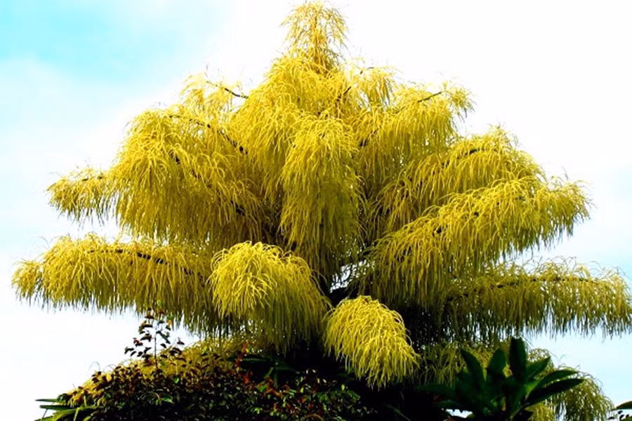 Cọ Talipot cũng là loài cây nở hoa rất muộn khi khoe sắc một lần trong khoảng 30-80 năm