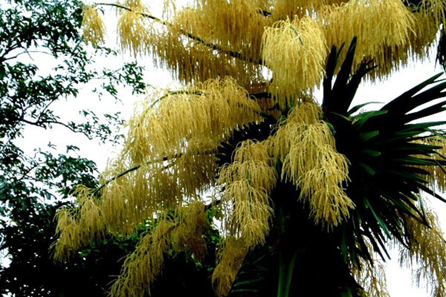 Đợt hoa của cọ Talipot phải lên tới hàng triệu bông. Với số lượng hoa lớn như vậy, cây phải dồn rất nhiều chất dinh dưỡng để kết quả. Khi một cơn mưa đổ xuống, hàng trăm ngàn quả với kích cỡ bằng trái bóng sẽ lìa khỏi cây, đây cũng là lúc cọ Talipot kết thúc cuộc đời mình