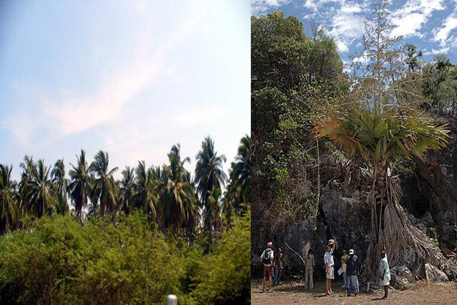 Tại Madagascar (là một đảo quốc trên Ấn Độ Dương) có hơn 170 loài cọ có giá trị to lớn về kinh tế và sinh học. Trong đó, nổi tiếng nhất là cọ Tahina